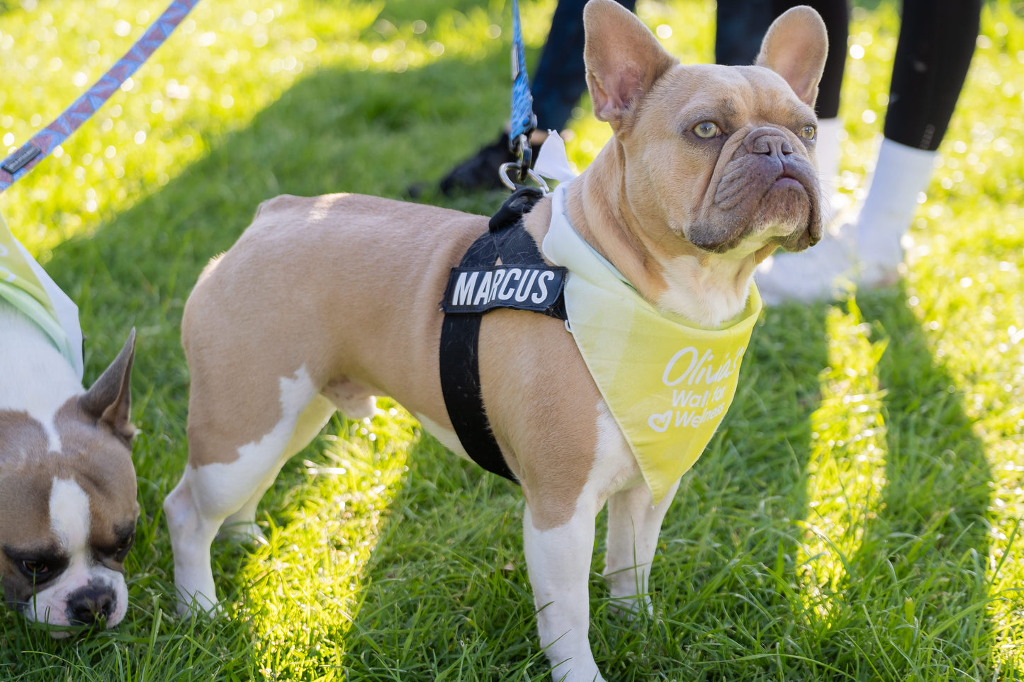 Love & Light Triangle Pet Bandana