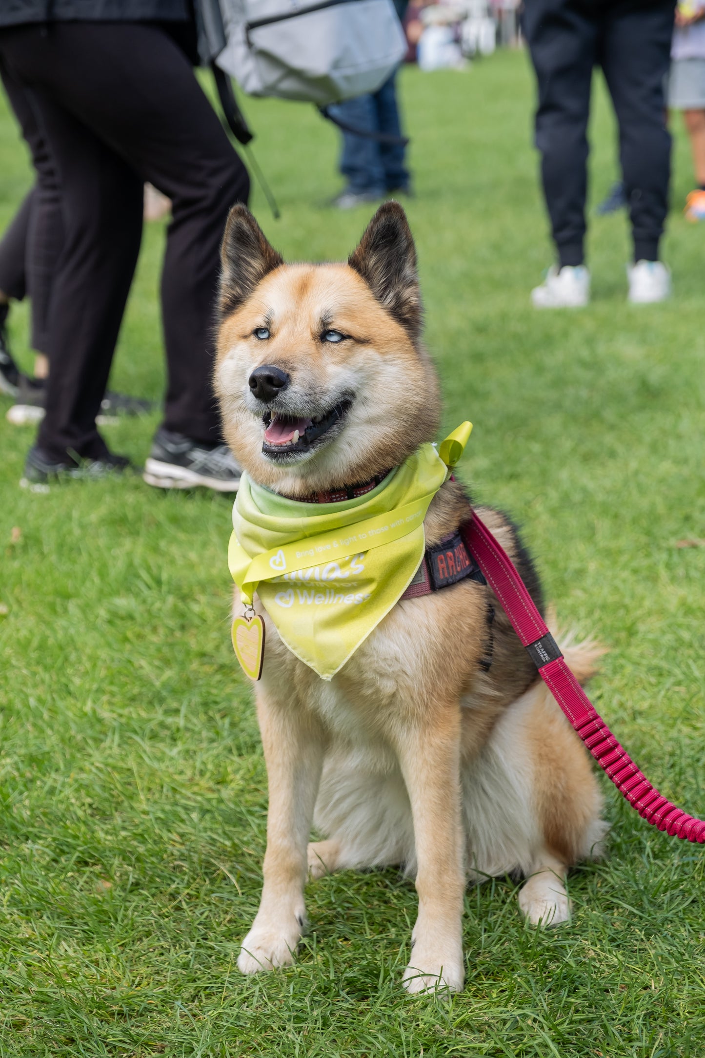 Love & Light Triangle Pet Bandana