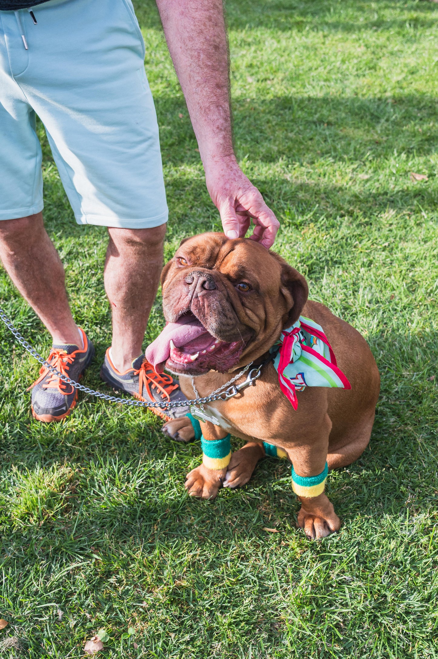 "Let's Get Animal" Pet Bandana